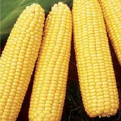 Maize